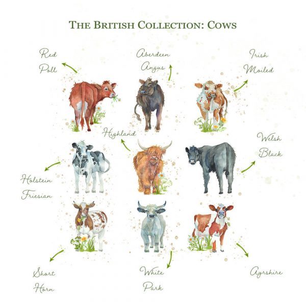 Kate of Kensington British Collection Cows Large - Breeds