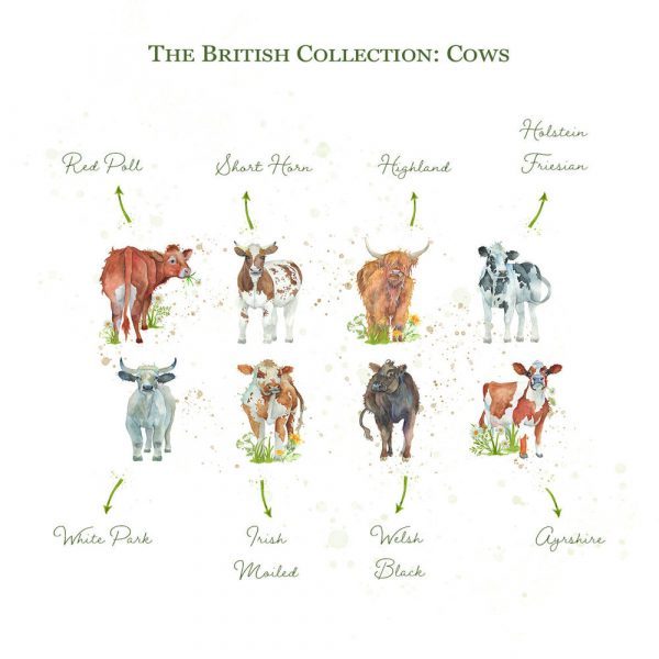 Kate of Kensington British Collection Cows Sharing - Breeds